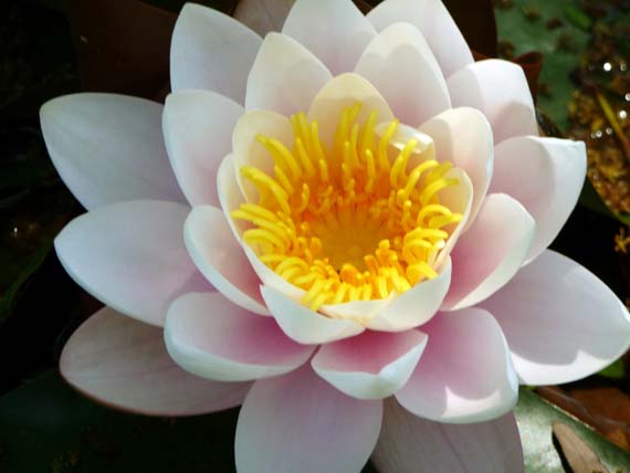Close-up of a delicate water lily resembling a lotus, photographed in summer at Vorontsov Palace park — by FairyLacefromElena.
