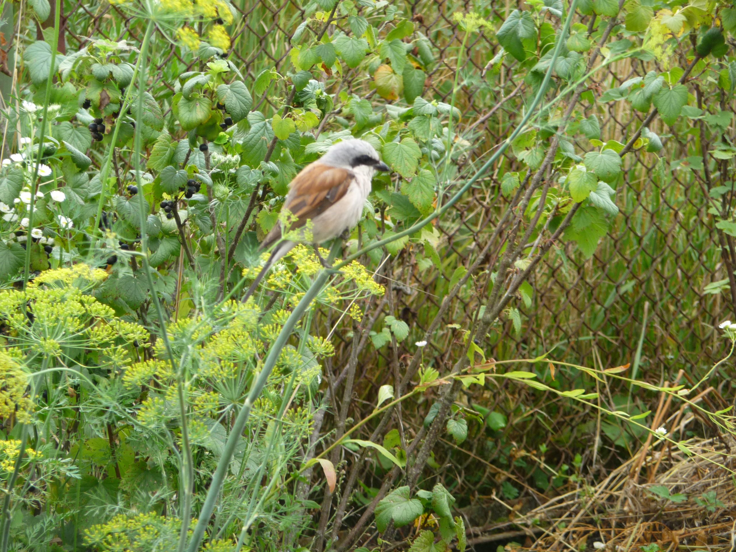 Chaffinch bird on green grass, symbol of spring and Easter